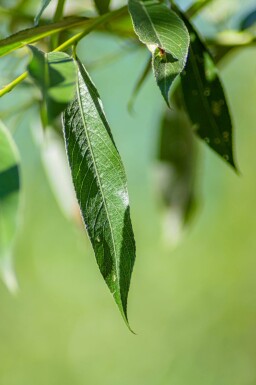 Salix alba haute-tige 10/12
