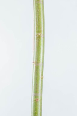 Salix alba haute-tige 10/12