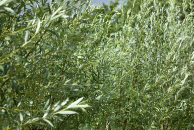 Salix alba haute-tige 10/12