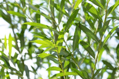 Salix alba haute-tige 10/12