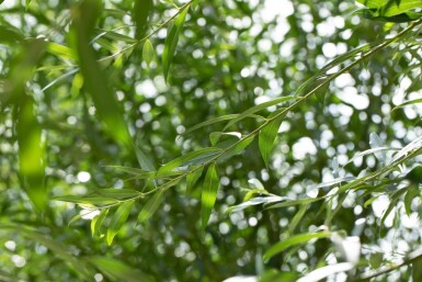 Salix alba haute-tige 10/12