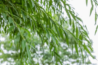 Salix alba haute-tige 10/12