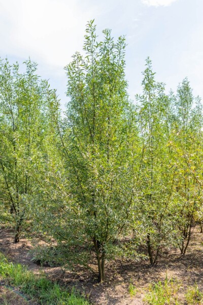 Salix alba cépée 200-250
