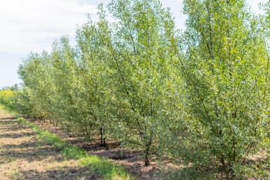 Salix alba cépée 200-250