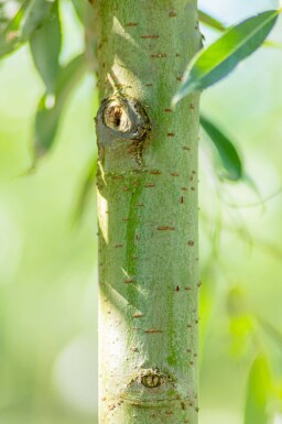 Salix alba cépée 200-250