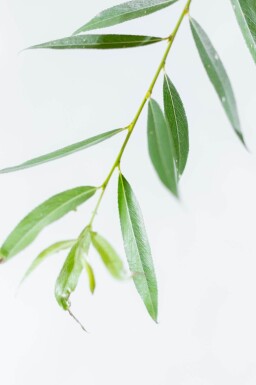 Salix alba cépée 200-250