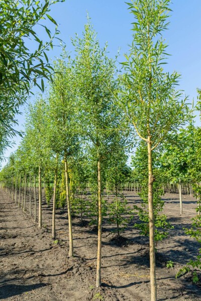 Salix alba 'Chermesina' haute-tige 18/20