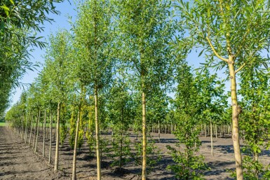 Salix alba 'Chermesina' haute-tige 18/20