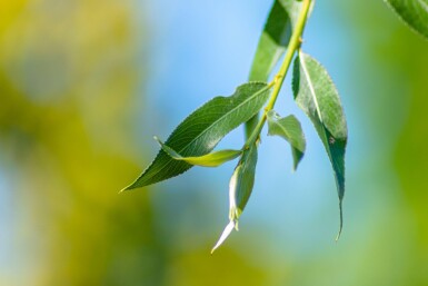 Salix alba 'Chermesina' haute-tige 18/20