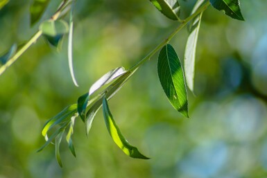 Salix alba 'Chermesina' haute-tige 18/20
