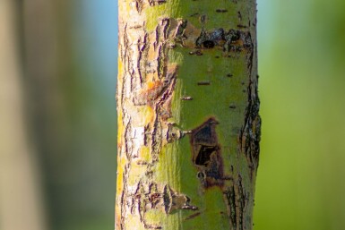Salix alba 'Chermesina' haute-tige 18/20