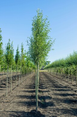 Salix alba 'Liempde'