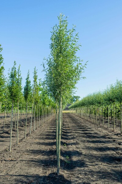 Salix alba 'Liempde' haute-tige