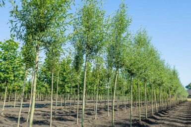 Salix alba 'Liempde' haute-tige