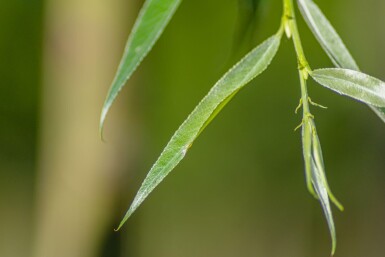 Salix alba 'Liempde' haute-tige