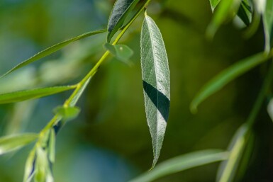 Salix alba 'Liempde' haute-tige