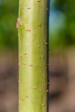 Salix alba 'Liempde' haute-tige