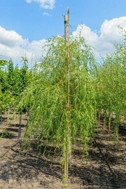 Salix x sepulcralis 'Chrysocoma' haute-tige 10/12