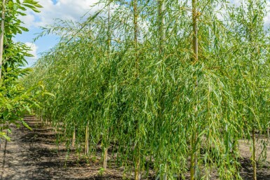 Salix x sepulcralis 'Chrysocoma' haute-tige 10/12