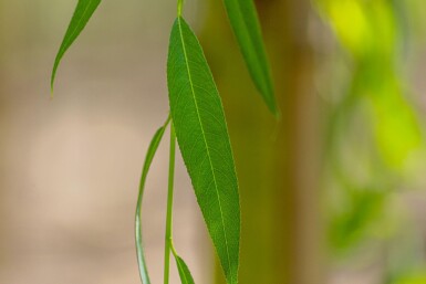 Salix x sepulcralis 'Chrysocoma' haute-tige 10/12