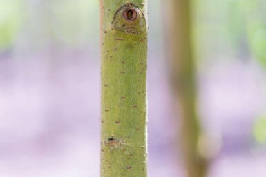 Salix x sepulcralis 'Chrysocoma' haute-tige 10/12