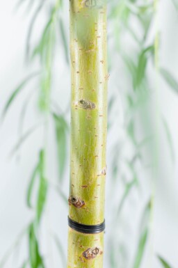 Salix x sepulcralis 'Chrysocoma' haute-tige 10/12
