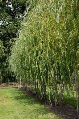 Salix x sepulcralis 'Chrysocoma' haute-tige 10/12
