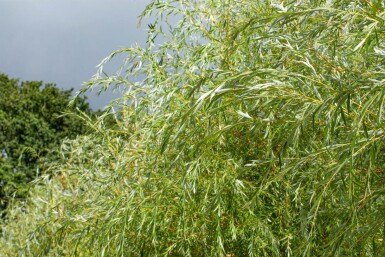 Salix x sepulcralis 'Chrysocoma' haute-tige 10/12