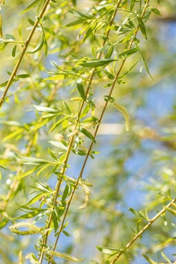 Salix x sepulcralis 'Chrysocoma' haute-tige 10/12