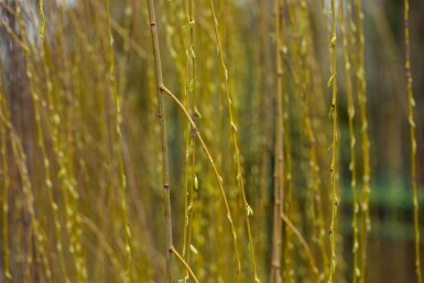 Salix x sepulcralis 'Chrysocoma' haute-tige 10/12