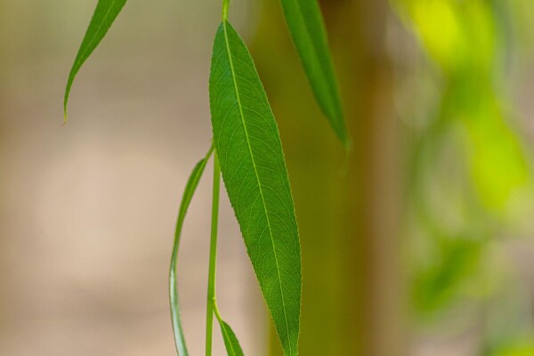 Salix x sepulcralis 'Chrysocoma' cépée