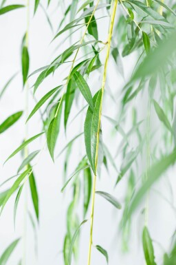 Salix x sepulcralis 'Chrysocoma' cépée