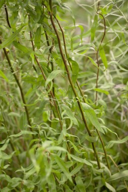 Salix babylonica 'Tortuosa'
