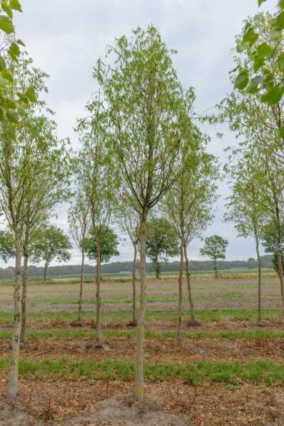 Salix babylonica 'Tortuosa' haute-tige 20/25