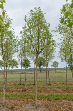 Salix babylonica 'Tortuosa' haute-tige 20/25