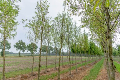 Salix babylonica 'Tortuosa' haute-tige 20/25