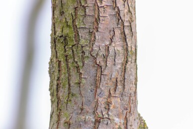 Salix babylonica 'Tortuosa' haute-tige 20/25