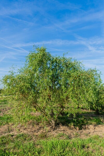 Salix babylonica 'Tortuosa' cépée