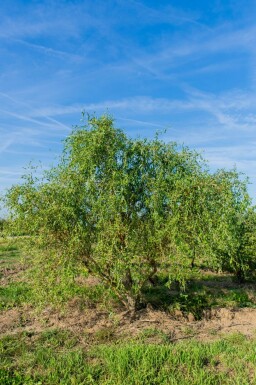 Salix babylonica 'Tortuosa' cépée