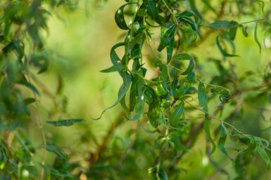 Salix babylonica 'Tortuosa' cépée