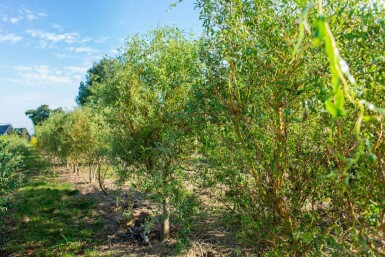 Salix babylonica 'Tortuosa' cépée