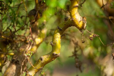 Salix babylonica 'Tortuosa' cépée