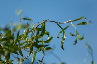 Salix babylonica 'Tortuosa' cépée