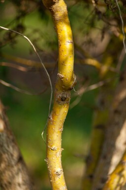 Salix babylonica 'Tortuosa' cépée