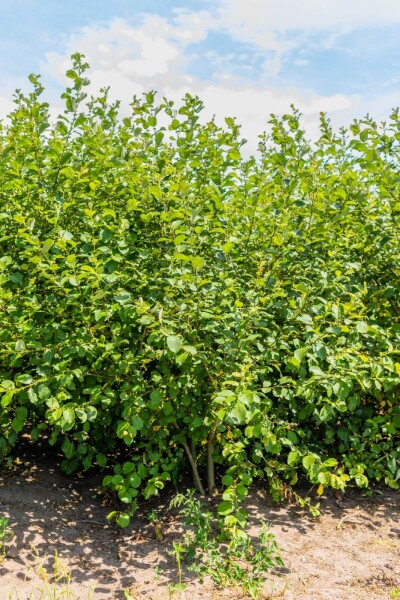 Salix caprea cépée