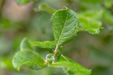 Salix caprea cépée