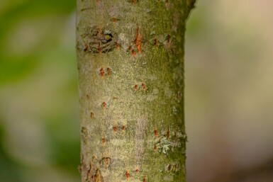 Salix caprea cépée