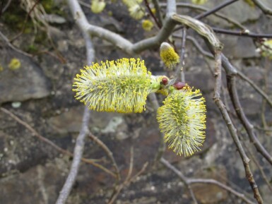 Salix caprea cépée