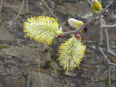 Salix caprea cépée