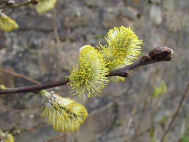 Salix caprea cépée